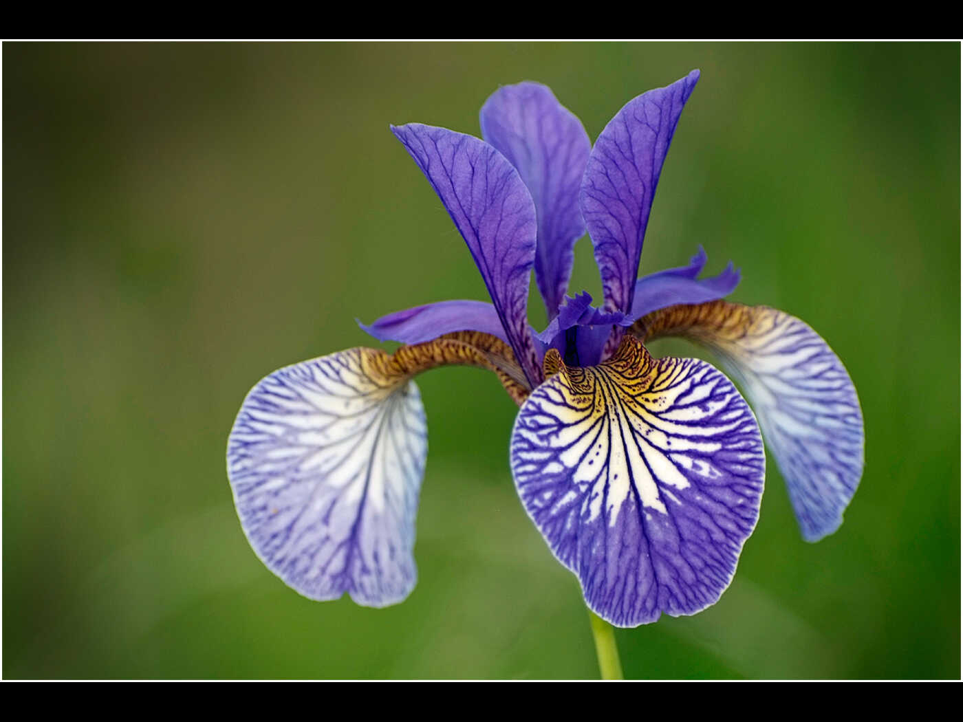 Bob Robinson-Iris-Very Highly Commended.jpg